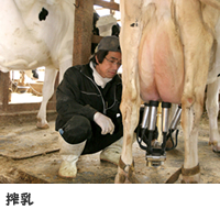 搾乳 搾乳